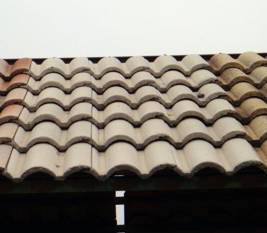 teja blanca